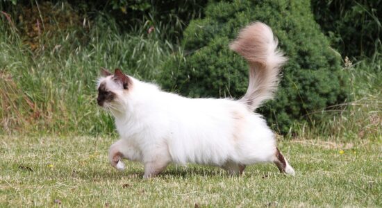 Gatto sacro della Birmania-Foto da pixabay.com