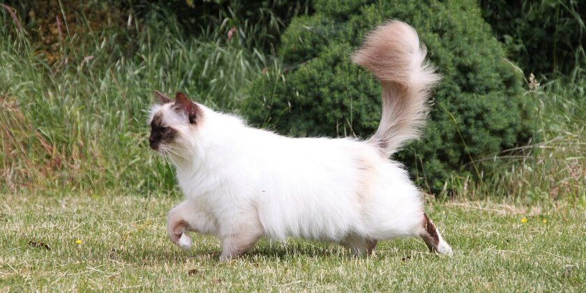Gatto sacro della Birmania-Foto da pixabay.com