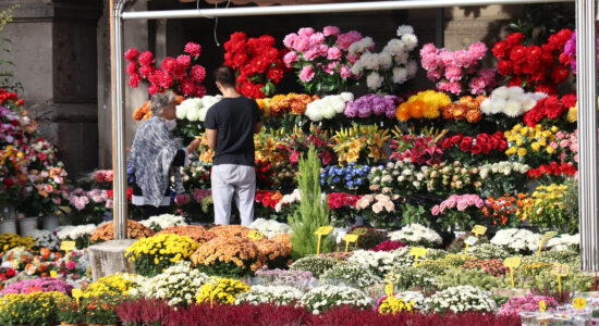 Quali piante comprare per avere fiori in casa tutto l’anno-Foto da imagoeconomica