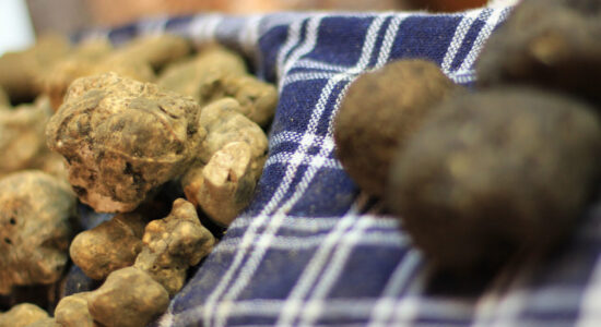 Tartufo bianco e nero-Foto da imagoeconomica