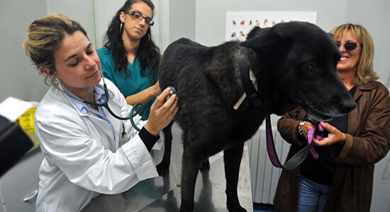 Veterinario-Foto da imagoeconomica