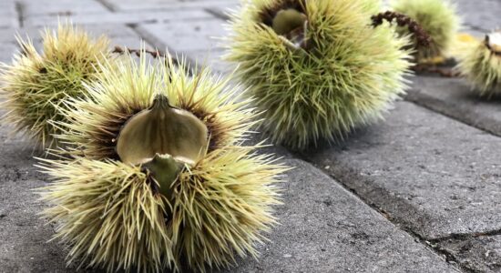 3 luoghi magici dove andare a raccoglierle vicino a Milano-Foto da pixabay.com