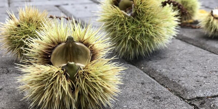 3 luoghi magici dove andare a raccoglierle vicino a Milano-Foto da pixabay.com
