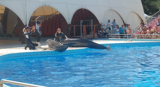Zoosafari di Fasano-Autore Massimo-Foto da wikipedia