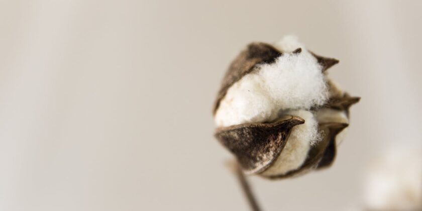 Attenzione ai prezzi di questa materia prima-Foto da pexels.com