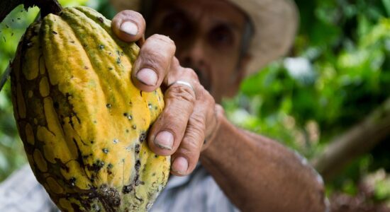 Il cacao potrebbe scendere di diversi punti percentuali-Foto da pixabay.com