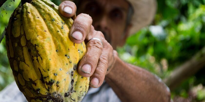 Il cacao potrebbe scendere di diversi punti percentuali-Foto da pixabay.com